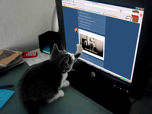 Kitten-Scrolling-through-Tumblr-GIF