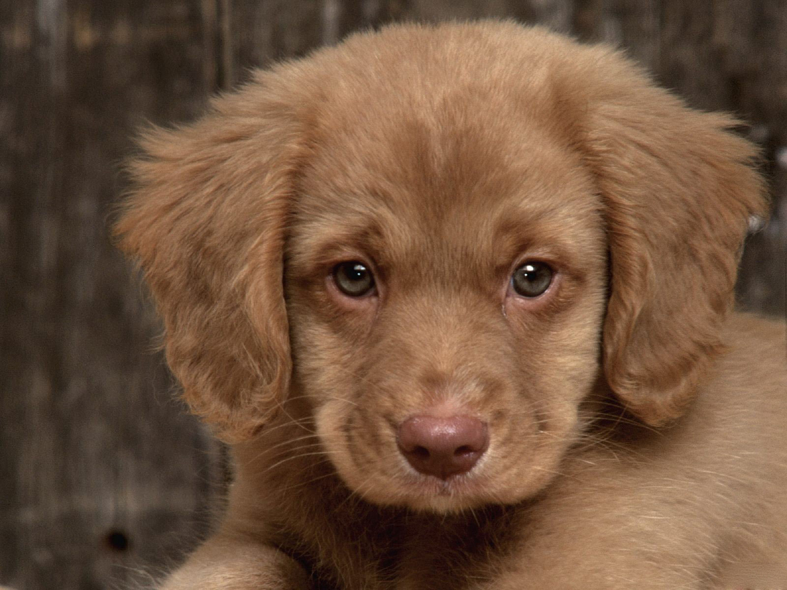 Sad-Puppy-puppies-9726248-1600-1200