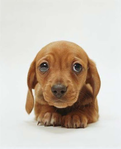 cute-puppy-dog-cutest-adorable