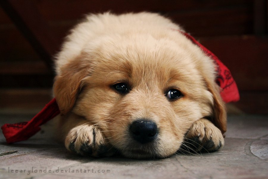 sad-puppy-pics